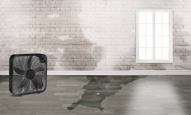 Best Carpet water damage restoration  in Suquamish, WA